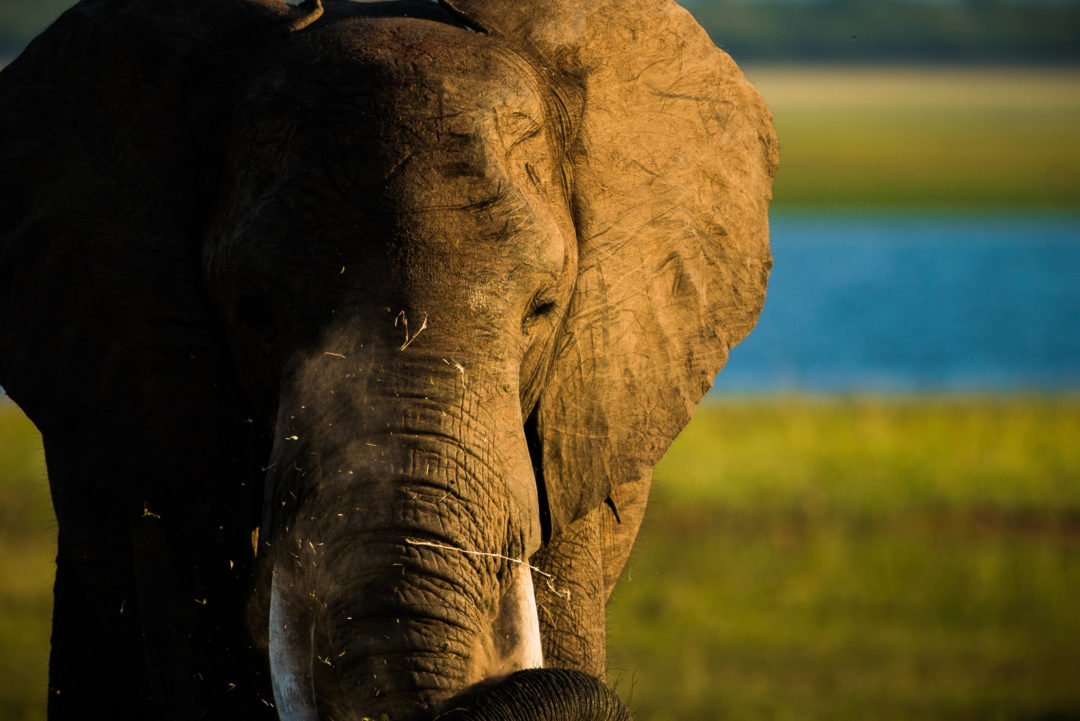Changa June 2019-2