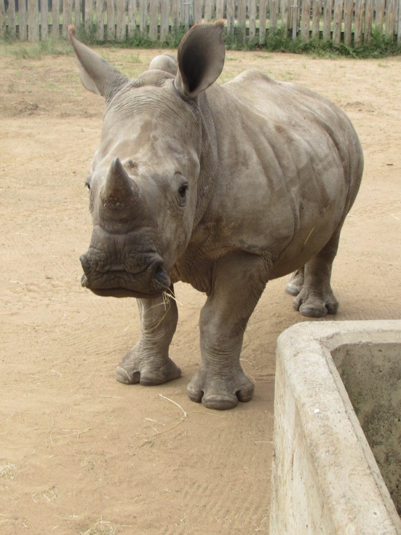 rhino orphan