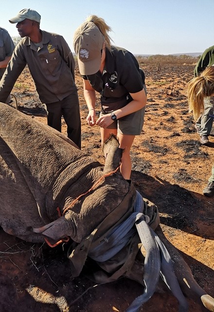 rhino ear notching with african wildlife vets