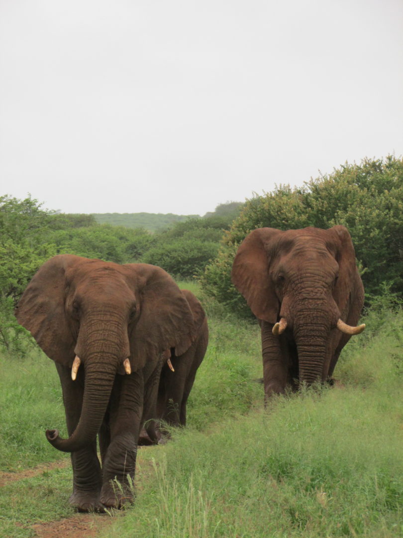 elephant in south africa