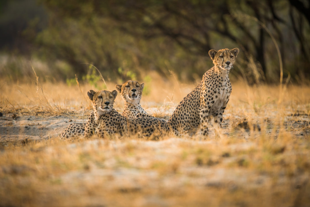 cheetahs at the hide